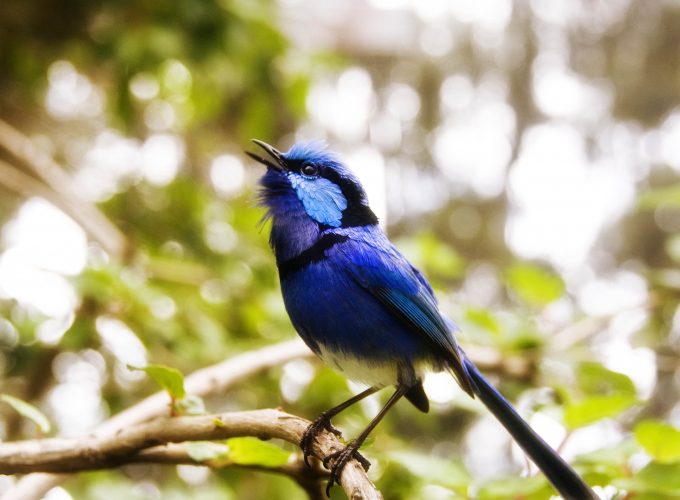 Wallpaper Cafe Poet, Australia, bird, blue, nature, green, animal, blue, eyes, branch, Animals 4831710606